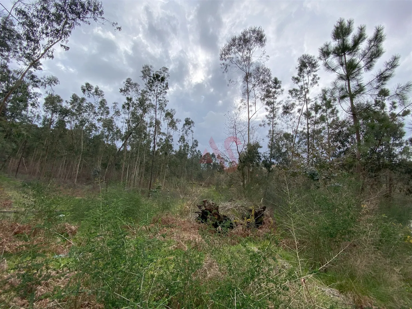 Terreno Rstico T0 - Lustosa, Lousada, Porto - Miniatura: 5/9