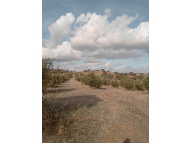 Terreno Rstico - Corval, Reguengos de Monsaraz, vora - Imagem grande