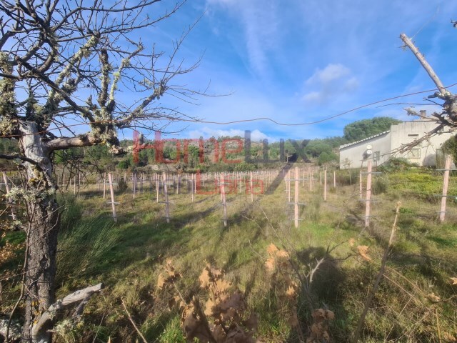 Quinta - Sezures, Penalva do Castelo, Viseu - Imagem grande