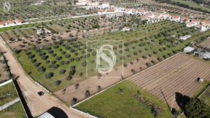 Terreno Rstico T0 - Ponte de Sor, Ponte de Sor, Portalegre - Miniatura: 3/13