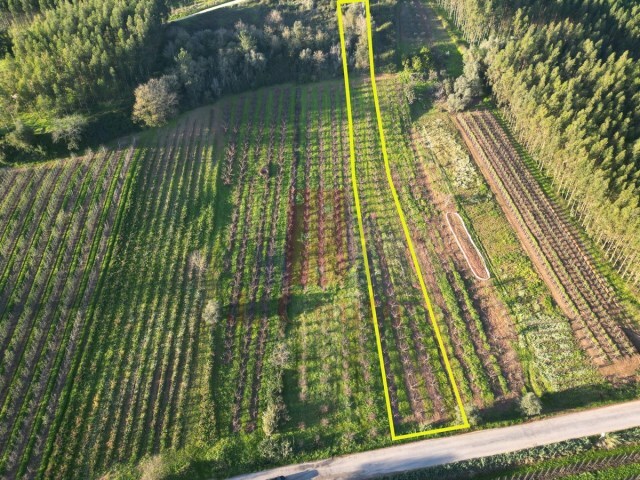 Terreno Rstico - Alvorninha, Caldas da Rainha, Leiria - Imagem grande