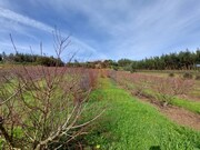 Terreno Rstico - Alvorninha, Caldas da Rainha, Leiria - Miniatura: 2/6