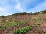 Terreno Rstico - Alvorninha, Caldas da Rainha, Leiria - Miniatura: 3/6