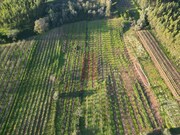 Terreno Rstico - Alvorninha, Caldas da Rainha, Leiria - Miniatura: 5/6