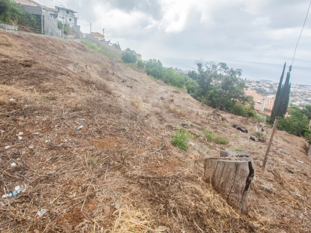 Terreno Rstico - So Roque, Funchal, Ilha da Madeira - Imagem grande