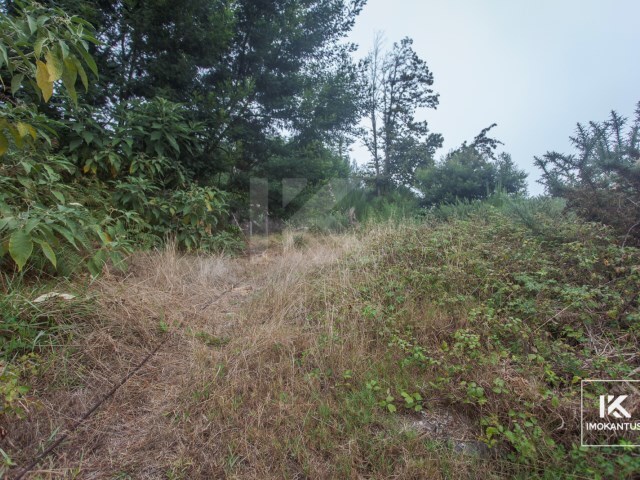 Terreno Rstico - Camacha, Santa Cruz, Ilha da Madeira - Imagem grande