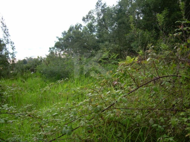 Terreno Rstico - So Gonalo, Funchal, Ilha da Madeira - Imagem grande