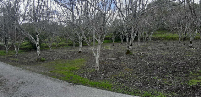 Terreno Rstico T0 - Ribeira de Nisa, Portalegre, Portalegre - Imagem grande