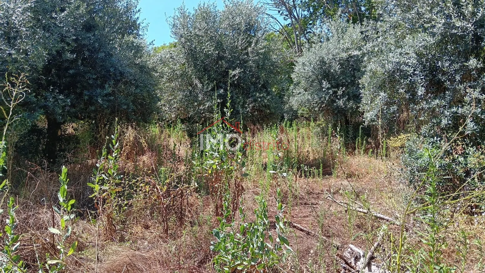 Terreno Rstico T0 - So Salvador da Aramenha, Marvo, Portalegre - Imagem grande