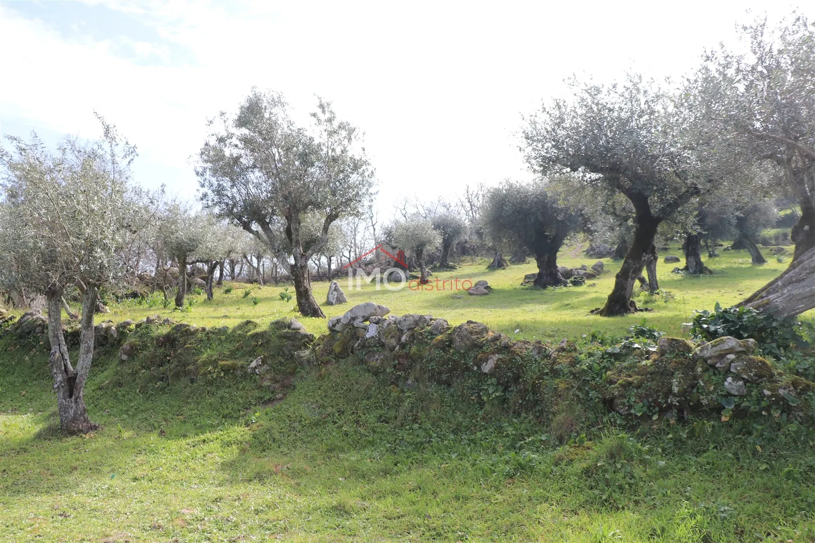 Terreno Rstico T0 - Santa Maria da Devesa, Castelo de Vide, Portalegre - Miniatura: 2/9