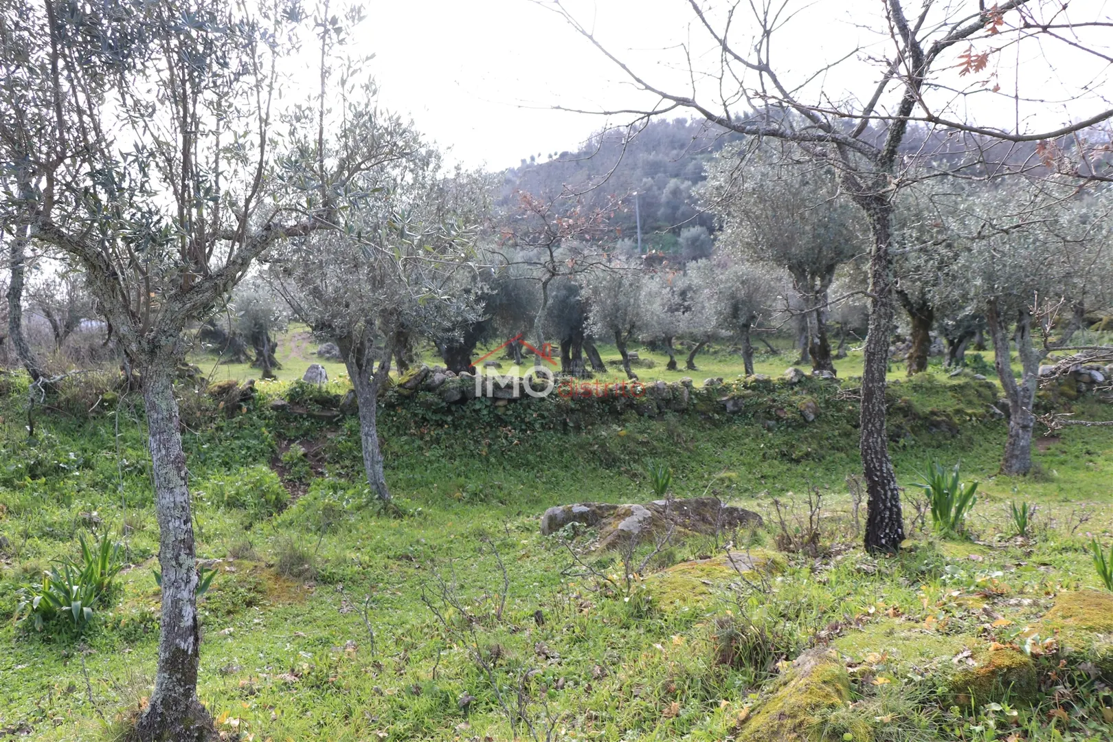 Terreno Rstico T0 - Santa Maria da Devesa, Castelo de Vide, Portalegre - Miniatura: 4/9