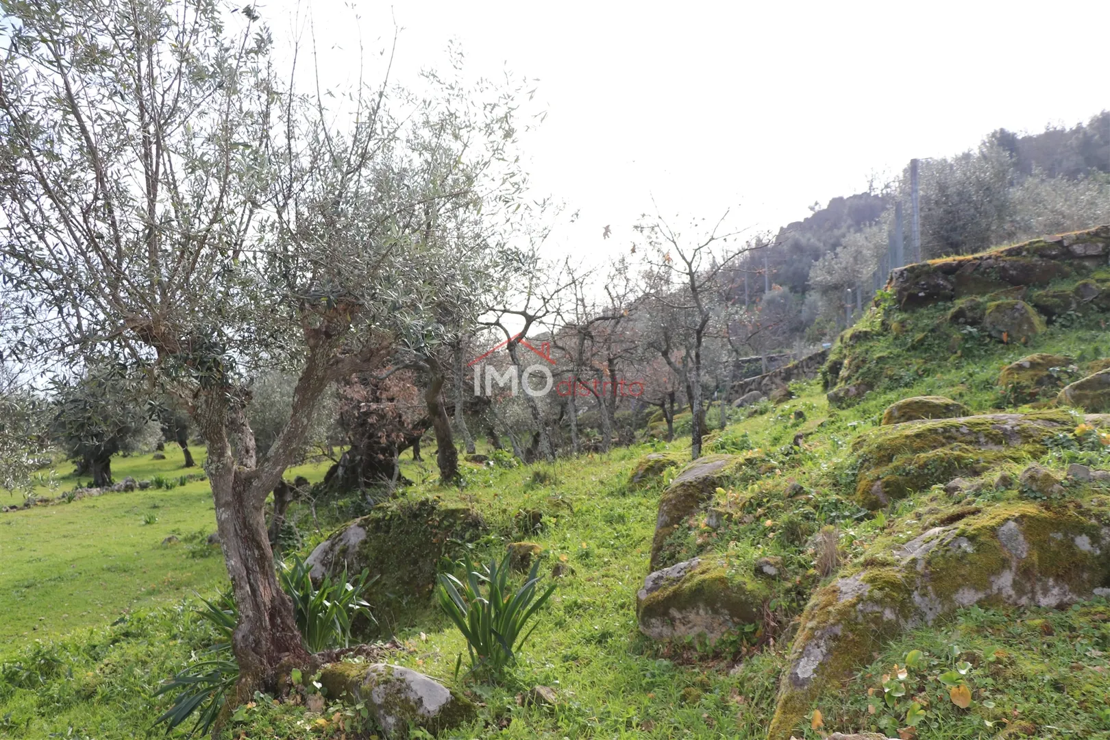 Terreno Rstico T0 - Santa Maria da Devesa, Castelo de Vide, Portalegre - Miniatura: 5/9