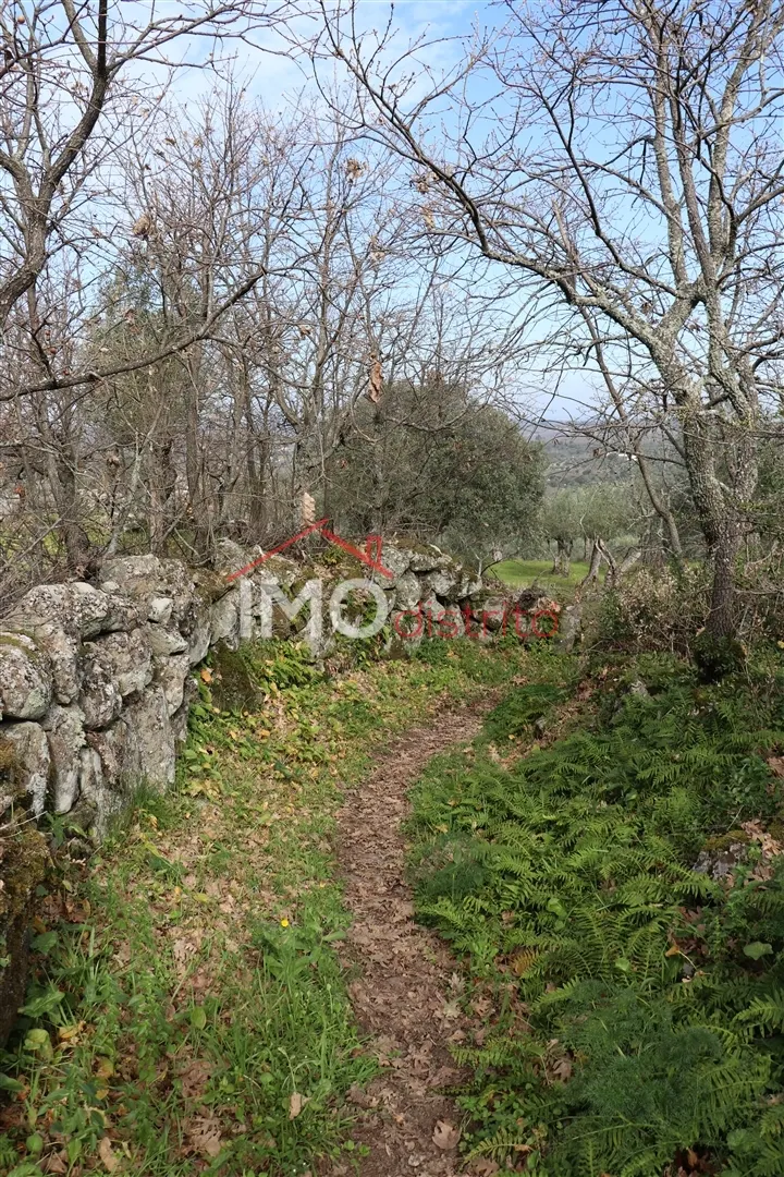 Terreno Rstico T0 - Santa Maria da Devesa, Castelo de Vide, Portalegre - Miniatura: 9/9