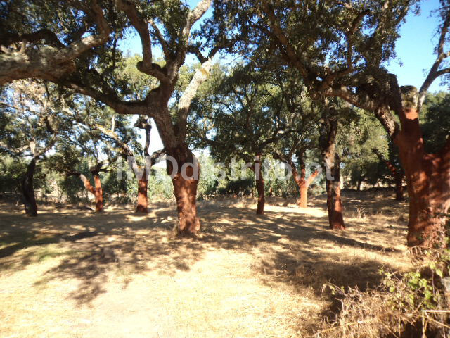 Terreno Rstico T0 - Nossa Senhora Graa Pvoa Meadas, Castelo de Vide, Portalegre - Imagem grande