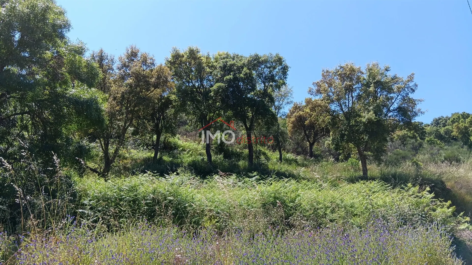 Terreno Rstico T0 - Santa Maria de Marvo, Marvo, Portalegre - Imagem grande