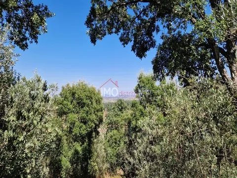 Terreno Urbano T0 - Santa Maria da Devesa, Castelo de Vide, Portalegre - Miniatura: 8/9