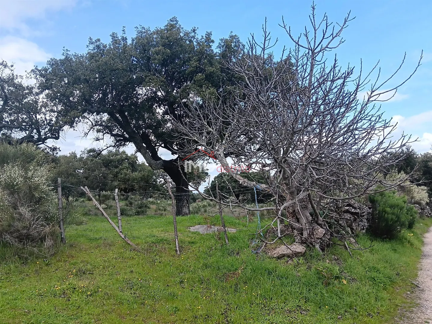 Terreno Rstico T0 - Beir, Marvo, Portalegre - Imagem grande