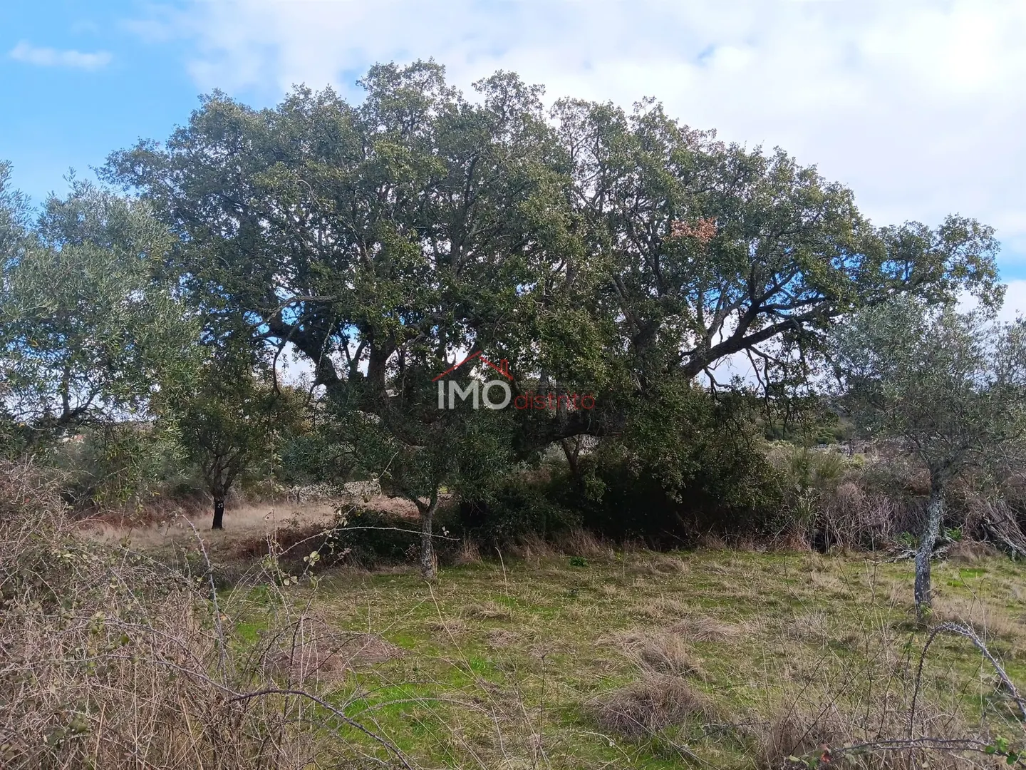 Terreno Rstico T0 - Santo Antnio das Areias, Marvo, Portalegre - Imagem grande