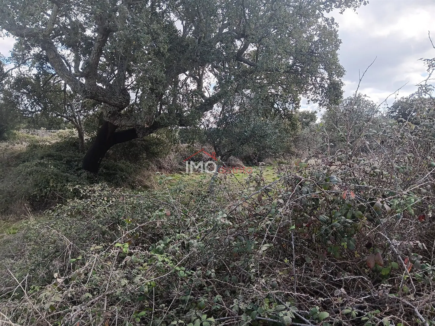 Terreno Rstico T0 - Santo Antnio das Areias, Marvo, Portalegre - Miniatura: 5/9