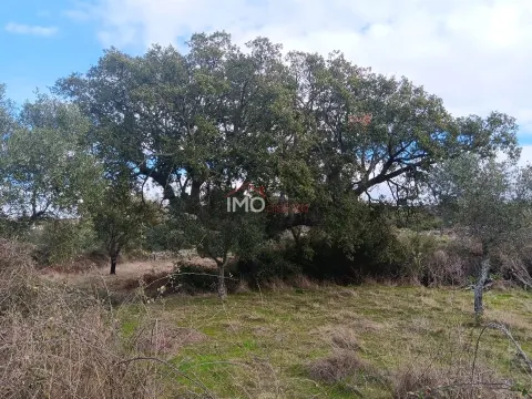 Terreno Rstico T0 - Santo Antnio das Areias, Marvo, Portalegre - Miniatura: 9/9