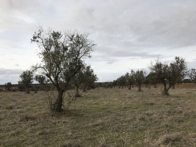 Terreno Rstico - Santo Amaro, Sousel, Portalegre - Imagem grande