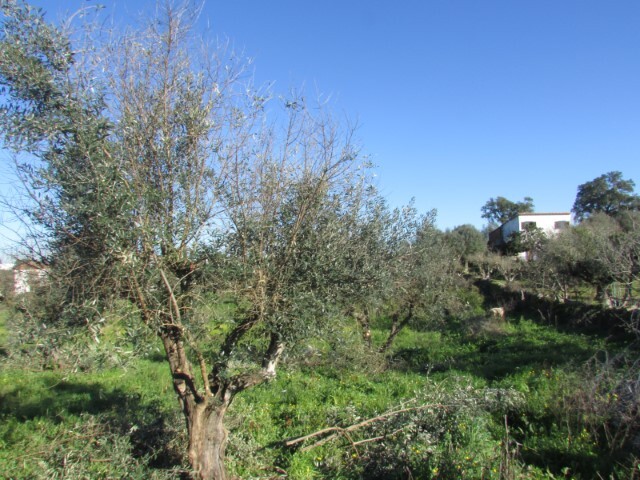 Terreno Urbano - Esprito Santo, Nisa, Portalegre - Imagem grande