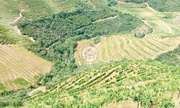 Terreno Rstico - Ervedosa do Douro, So Joo da Pesqueira, Viseu - Miniatura: 8/9