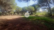 Terreno Rstico - Quarteira, Loul, Faro (Algarve) - Miniatura: 2/9