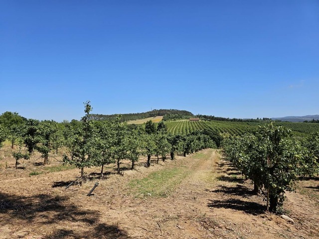 Terreno Rstico T0 - Peral, Cadaval, Lisboa - Imagem grande