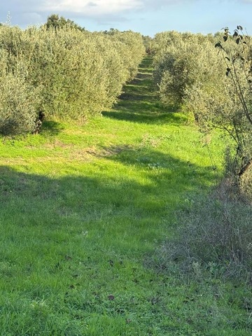 Terreno Rstico T0 - Santarem, Santarm, Santarm - Imagem grande