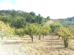 Terreno Rstico T0 - Salir de Matos, Caldas da Rainha, Leiria