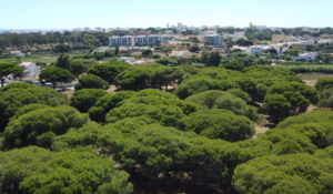 Terreno Rstico T0 - Quarteira, Loul, Faro (Algarve) - Miniatura: 5/22