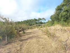 Terreno Rstico T0 - Salir de Matos, Caldas da Rainha, Leiria - Miniatura: 5/19