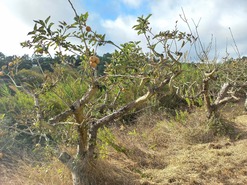 Terreno Rstico T0 - Salir de Matos, Caldas da Rainha, Leiria - Miniatura: 9/19