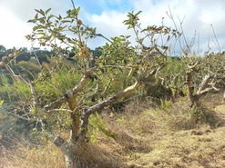 Terreno Rstico T0 - Salir de Matos, Caldas da Rainha, Leiria - Miniatura: 10/19