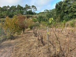 Terreno Rstico T0 - Salir de Matos, Caldas da Rainha, Leiria - Miniatura: 11/19