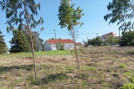 Terreno Rstico T0 - Alvorninha, Caldas da Rainha, Leiria - Miniatura: 2/10