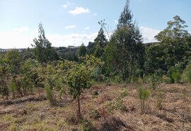 Terreno Rstico T0 - Alvorninha, Caldas da Rainha, Leiria - Miniatura: 8/10