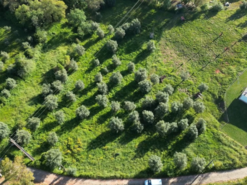 Terreno Rstico T0 - Mas de Caminho, Alvaizere, Leiria - Miniatura: 14/27