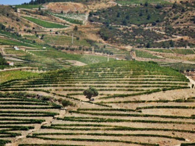 Quinta - Desejosa, Tabuao, Viseu - Imagem grande