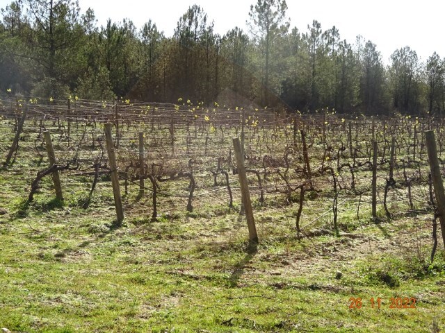 Quinta - Rabaal, Meda, Guarda - Imagem grande