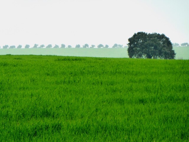 Terreno Rstico - Monsaraz, Reguengos de Monsaraz, vora - Imagem grande