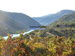 Terreno Rstico - Barca DAlva, Figueira de Castelo Rodrigo, Guarda