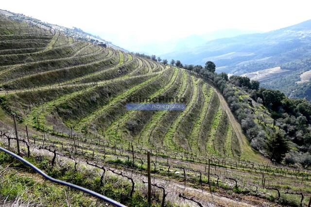 Terreno Rstico - Sabrosa, Sabrosa, Vila Real - Imagem grande