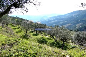 Terreno Rstico - Sabrosa, Sabrosa, Vila Real - Miniatura: 3/9