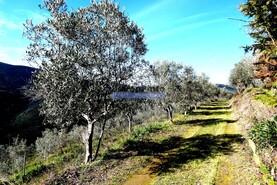 Terreno Rstico - Sabrosa, Sabrosa, Vila Real - Miniatura: 5/9