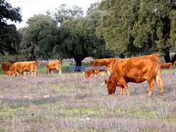 Quinta - So Teotnio, Odemira, Beja