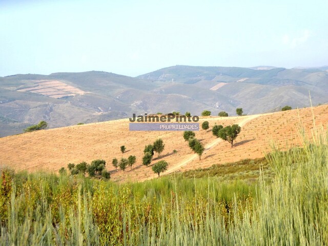 Terreno Rstico - Poiares, Freixo de Espada  Cinta, Bragana - Imagem grande