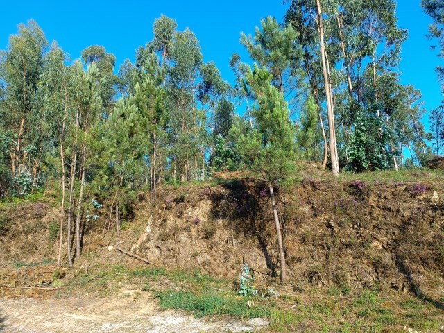 Terreno Rstico - Marrancos, Vila Verde, Braga - Imagem grande