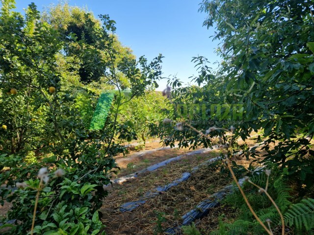 Terreno Rstico - Monchique, Monchique, Faro (Algarve) - Imagem grande